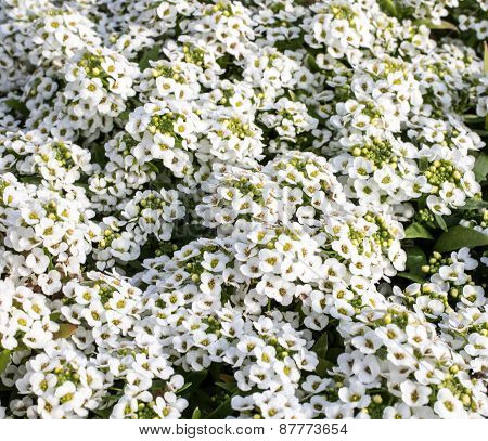 White Flowers Of Lobularia Maritima Or Alyssum Maritimum