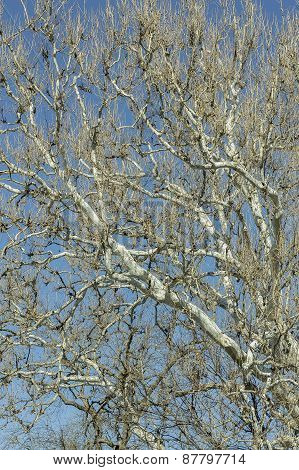 American Sycamore