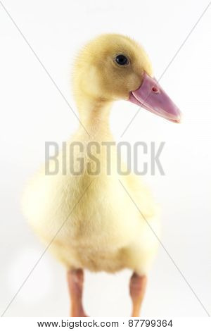 American Pekin Duckling