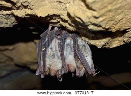 Lesser mouse-eared bat (Myotis blythii)