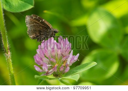 Northern Cloudywing