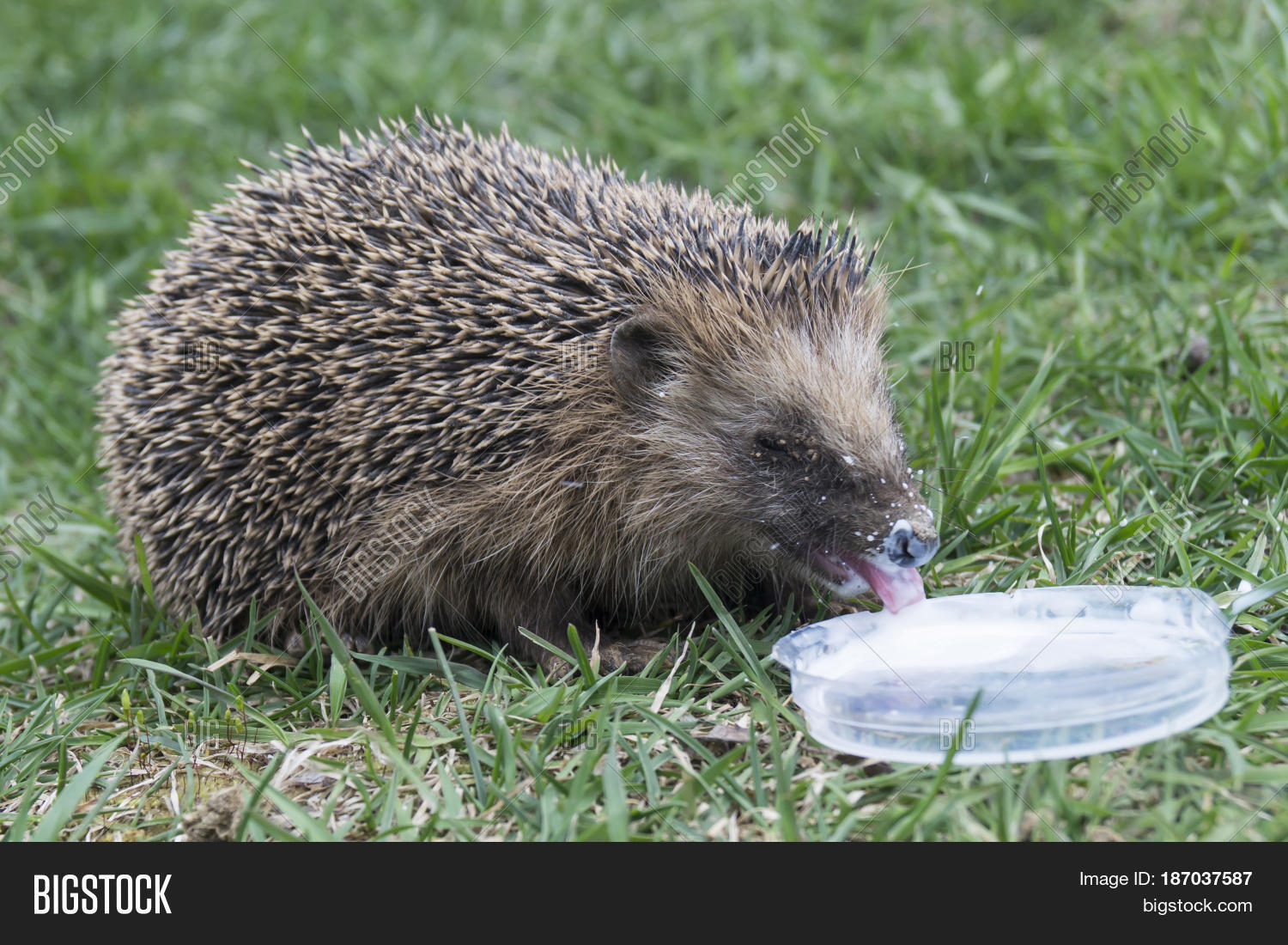 Можно давать молоко ежам. Ежик пьет молоко. Ежик с молоком. Ежикам нельзя молоко. Можно ли ежам молоко.