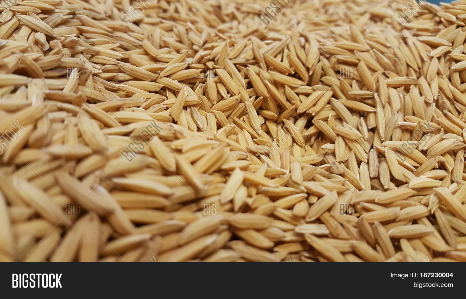 Paddy Rice, Paddy Rice Image & Photo (Free Trial) | Bigstock