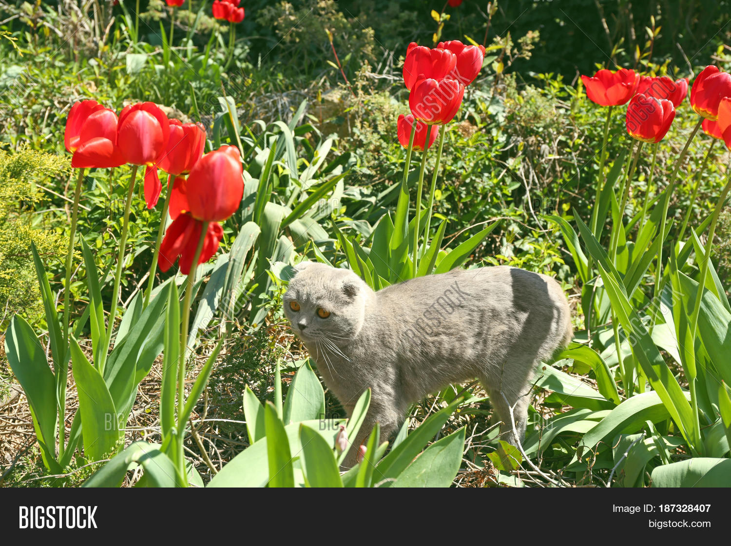 Cute Cat Tulip Flowers Image & Photo (Free Trial) Bigstock