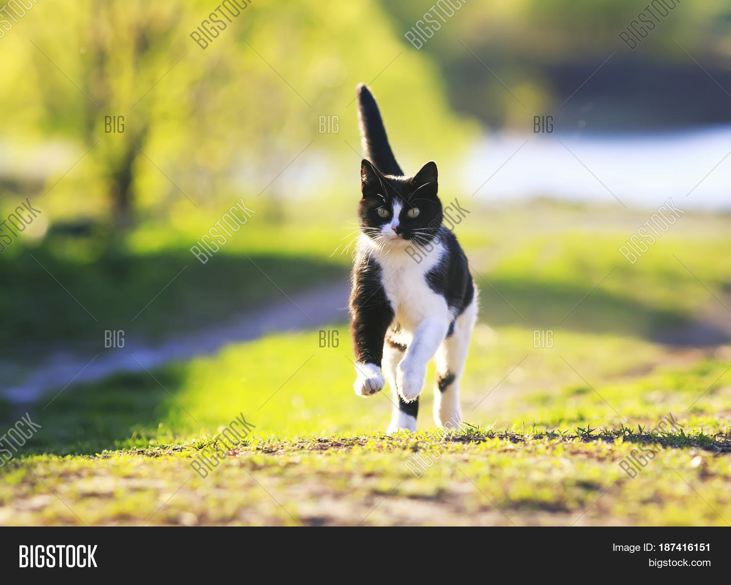 Cute Cat Fun Running Image & Photo (Free Trial) | Bigstock