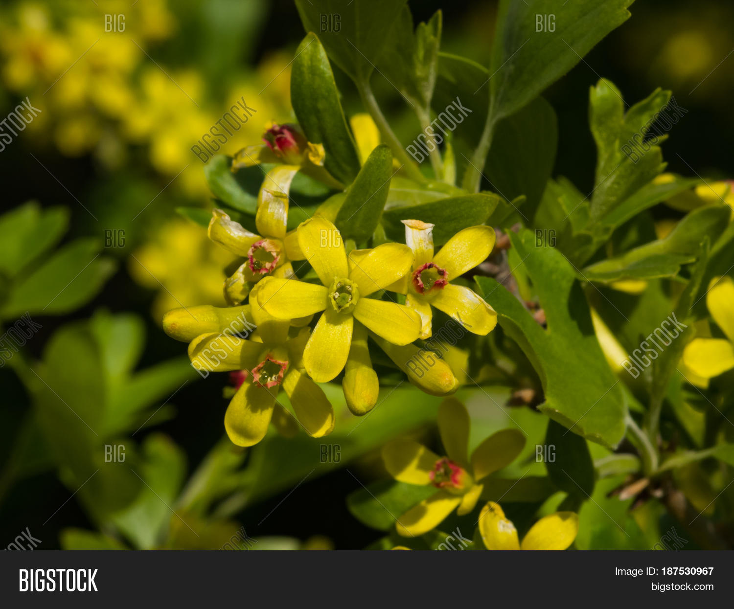 Buffalo Golden Currant Image & Photo (Free Trial) | Bigstock