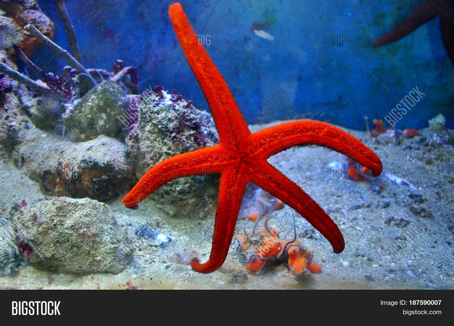 Red Starfish Aquarium Image & Photo (Free Trial) Bigstock