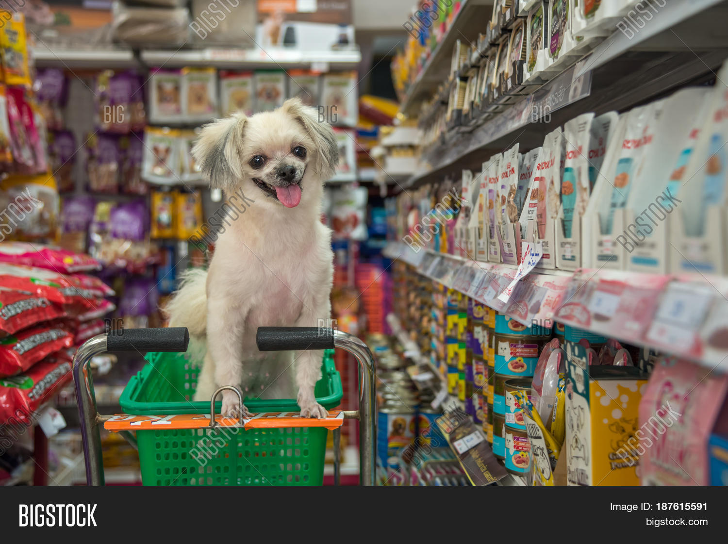 Dog Cute Wait Pet Image & Photo (Free Trial) Bigstock