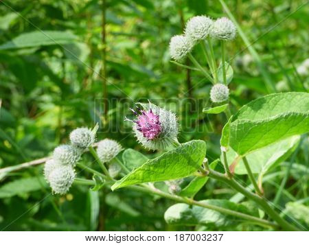 Burdock flower (Arctium l??ppa) against a blurred background forest or park. Closeup view of real green and purple plant in the grass. Sunny summer day.