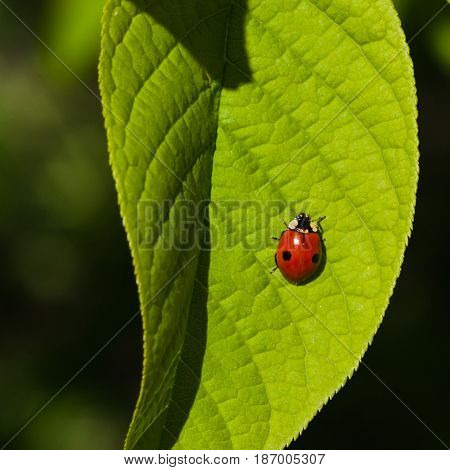 Ladybug on leaf macrowith bokeh background selective focus shallow DOF.