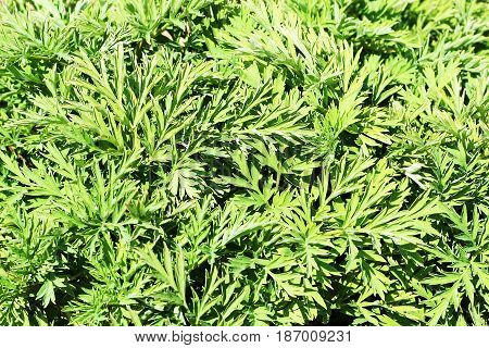 Grass. Beautiful Nature, The First Green Plants