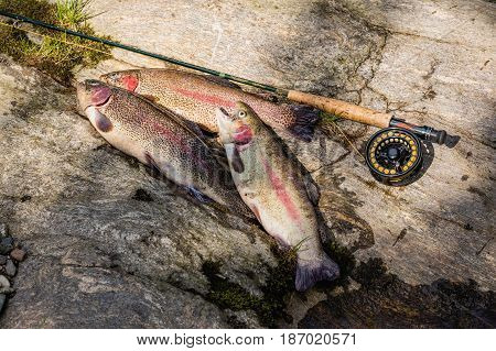 Three rainbow trout laying on stone. Trout fishing on the Otace River. Fly on Otava South Bohemia. Czech Republic