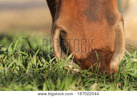 brown horse nose eating lush green grass