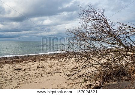 Overthrown tree on shore of the Baltic Sea.