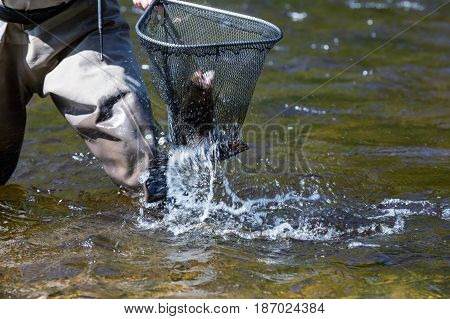 Fly fishing pull trout into the net on the river Otava Czech Republic