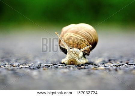 A front close up of an europaean vineyard snail