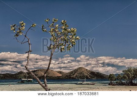 In The Beautiful  Island Cosatline And Tree