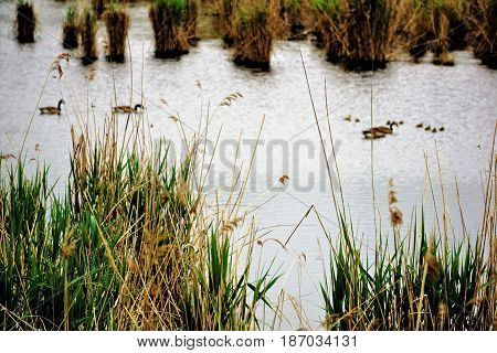 A canada goose family swimming through the wetlands