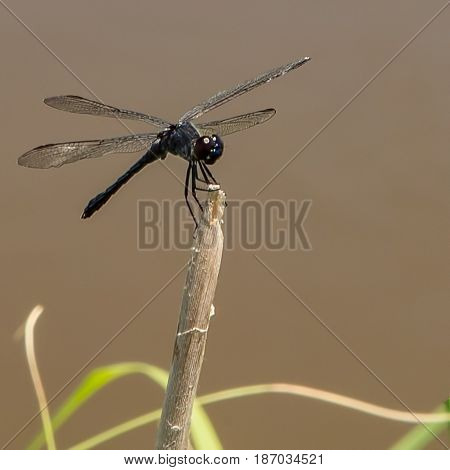 A dragonfly is sitting on a stick protruding from the grasses lining the swampy marshes at Donnelly Plantation, nature preserve.