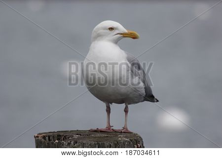 American herring gull standing on a spring day