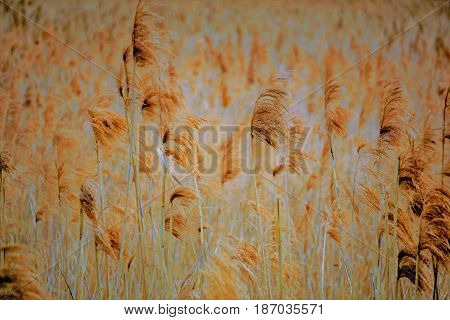 Vintage stile photo of a bog cotton field