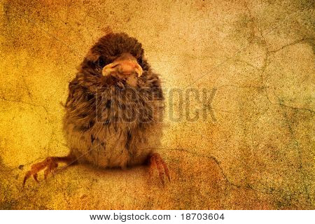 Mignon petit oiseau