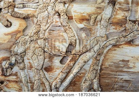 A tree eaten by beetles bark beetles as a background