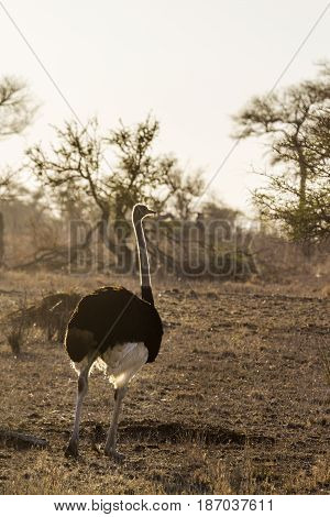 African ostrich in Kruger national park, South Africa  ; Specie Struthio camelus family of Struthionidae