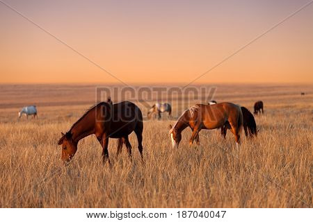 Herd Of Horses Grazing In Sunny Evening Pasture