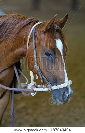 young two year old horse in a hackamore in training