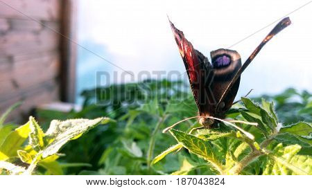 Butterfly peacock eye on foliage sunny day blurred background close-up