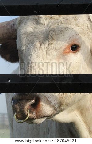 white longhorn bull with ring in his nose inside a fence