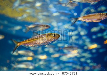 Shoal of red yellow tropical fishes in blue water colorful clear underwater world copyspace for text background wallpaper