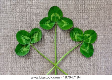 Green Leaves Of Clover On The Background Of Linen Cloth.