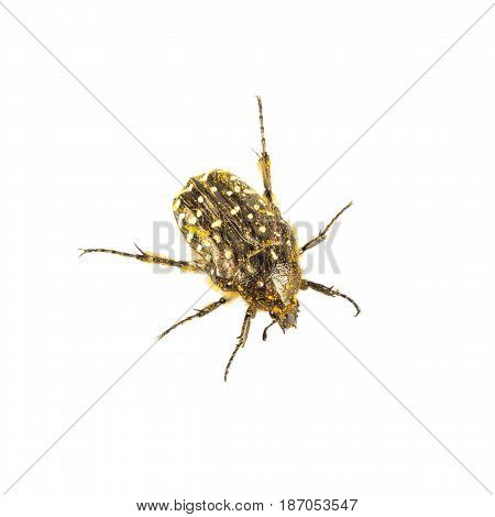 Beetle (oxythyrea Funesta) On A White Background