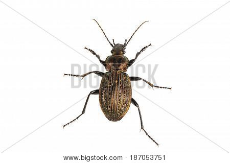 Beetle (carabus Ullrichii) On A White Background