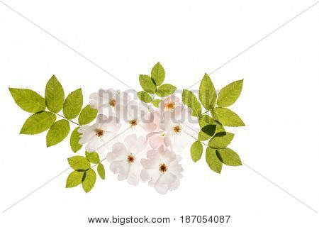wild roses