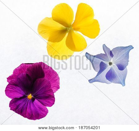 viola flowers