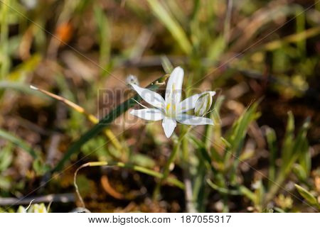 Flowers of the Star of Bethlehem flower Ornithogalum comosum from the Mediterranean region.