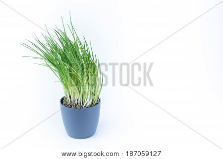 Chives Small Tree Plant In A Grey Pot Isolated On White Background