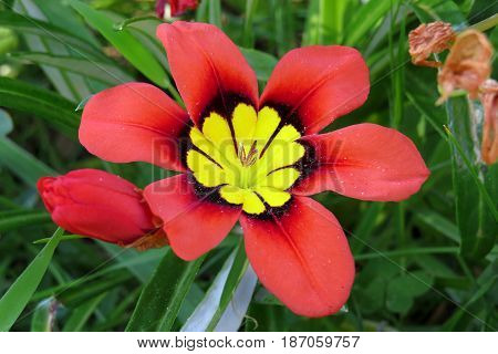 Wild Freesia Iridaceae flowers red orange black growing in field