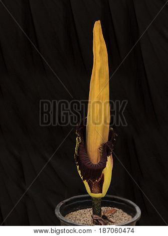 Once Every Ten Years The Corpse Flower, Amorphophallus Titanum, Blooms For Only 24 To 48 Hours