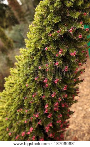 Tower Of Jewels Flowers, Echium Wildpretii