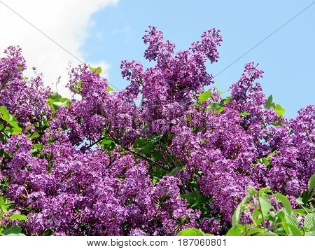 Lilac bushs in Thornhill Canada May 18 2017