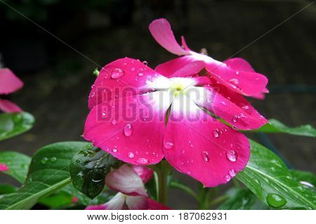 Close-up of a pink impatiens busy lizzy flower with rain drops