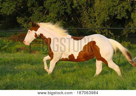 galloping paint horse gelding in sunset pasture