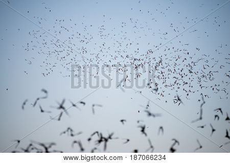 Bats Leaving A South Texas Cave