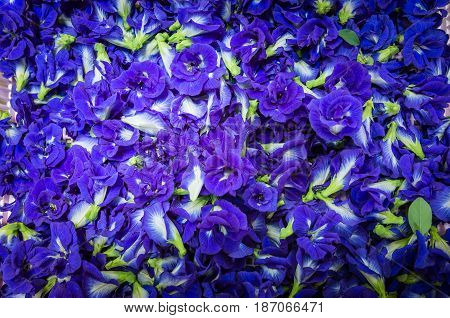Butterfly pea, Asian Pigeonwings, Clitoria ternatea
,tropical vine, bluebellvine, blue pea, Fabaceae family, blue tea, cordofan pea, Darwin pea, natural fertilizer