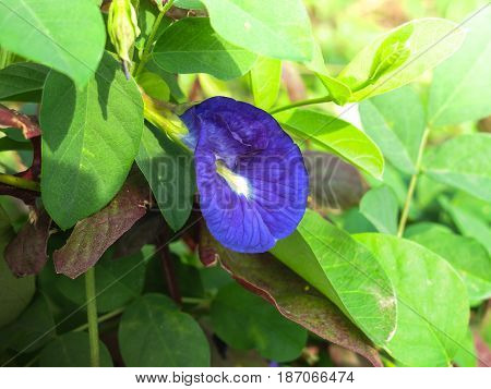 Butterfly pea, Asian Pigeonwings, Clitoria ternatea
,tropical vine, bluebellvine, blue pea, Fabaceae family, blue tea, cordofan pea, Darwin pea, natural fertilizer