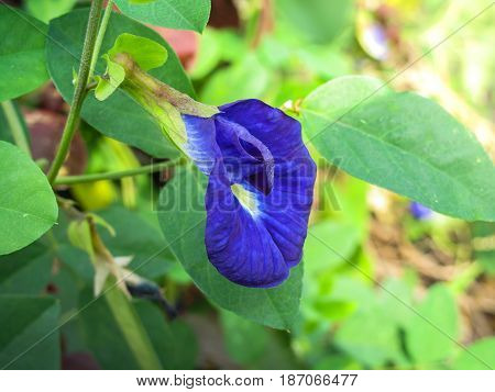 Butterfly pea, Asian Pigeonwings, Clitoria ternatea
,tropical vine, bluebellvine, blue pea, Fabaceae family, blue tea, cordofan pea, Darwin pea, natural fertilizer